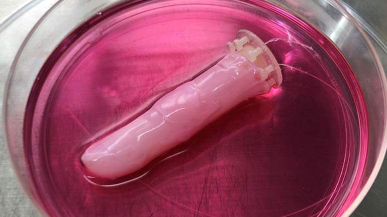 Ερευνητές δημιούργησαν ζωντανό ανθρώπινο δέρμα για ρομπότ